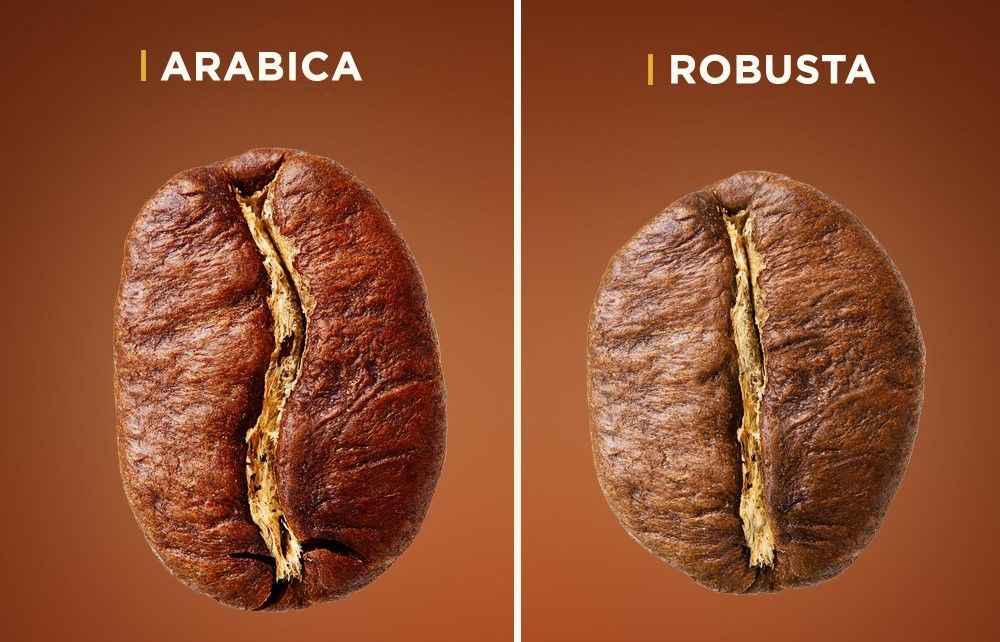 Kahve Çekirdeği Türleri: Arabica ve Robusta Arasındaki Farklar